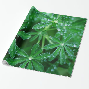 Papel De Presente Pinwheels verdes das folhas com pingos de chuva