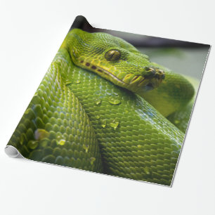 Papel De Presente Pitão