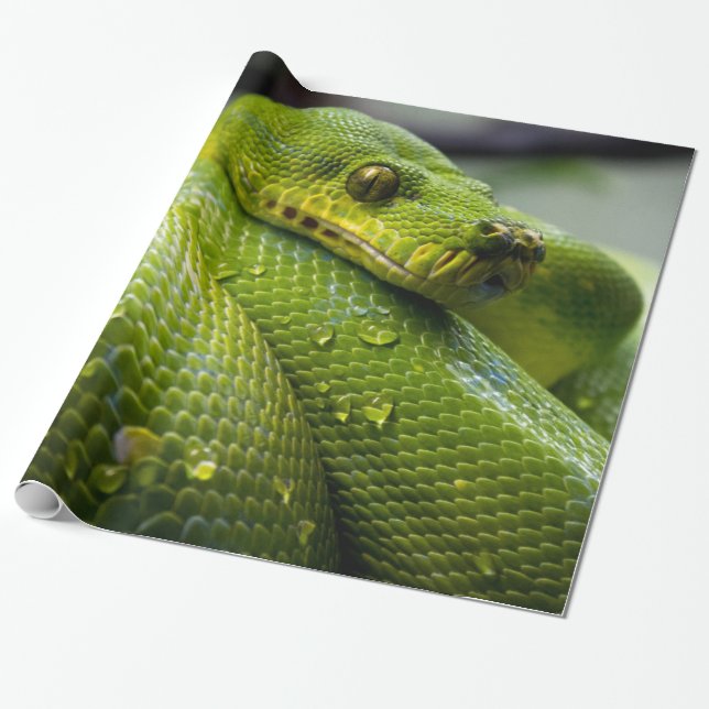 Papel De Presente Pitão (Desenrolado)