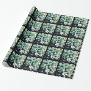 Papel De Presente Planta Suculenta Florindo