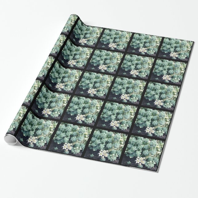 Papel De Presente Planta Suculenta Florindo (Desenrolado)