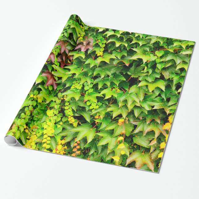 Papel De Presente Planta verde da conversão (Desenrolado)