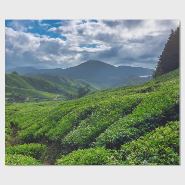 Papel De Presente Plantação de Chá de Cameron Highlands (Aberto)