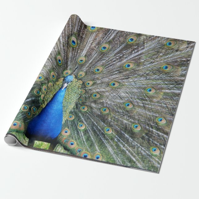 Papel De Presente Plumagem azul do cheio do pavão (Desenrolado)