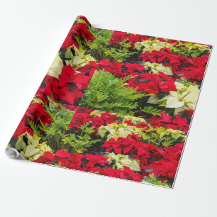 Papel De Presente Poinsétia vermelha da flor do Natal