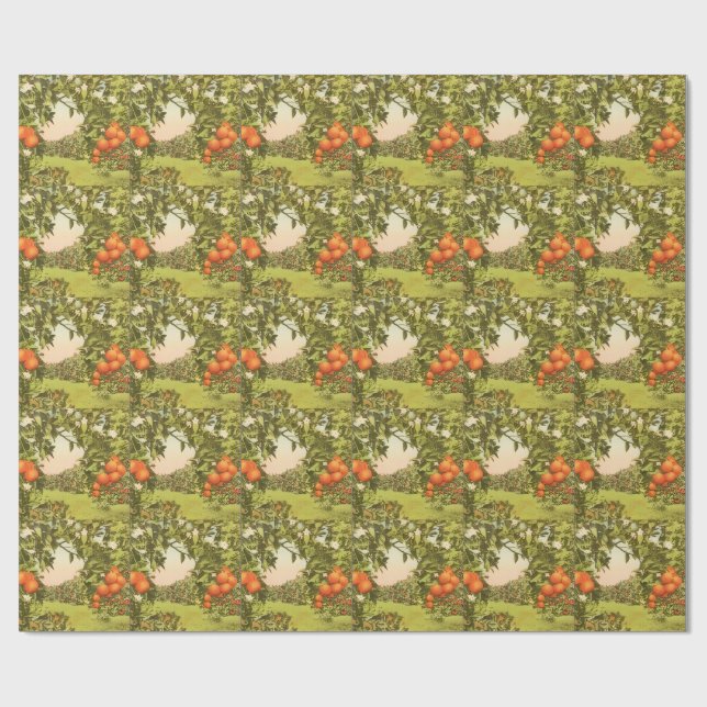 Papel De Presente Pomar de Laranja Vintage (Aberto)