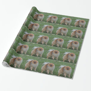 Papel De Presente Pomeranian bonito