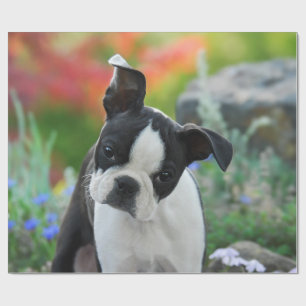 Papel De Presente Portrato Cute Puppy Cachorro de Boston Terrier, pr