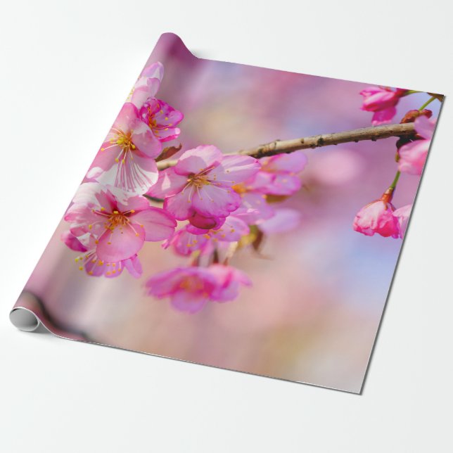 Papel De Presente Primavera Festival De Flores De Sakura Rosa (Desenrolado)