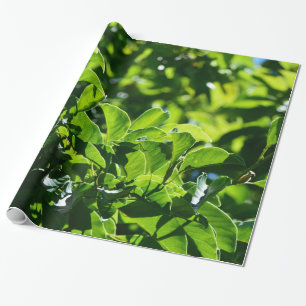 Papel De Presente primavera fresca, folhas verdes de verão. Floral d