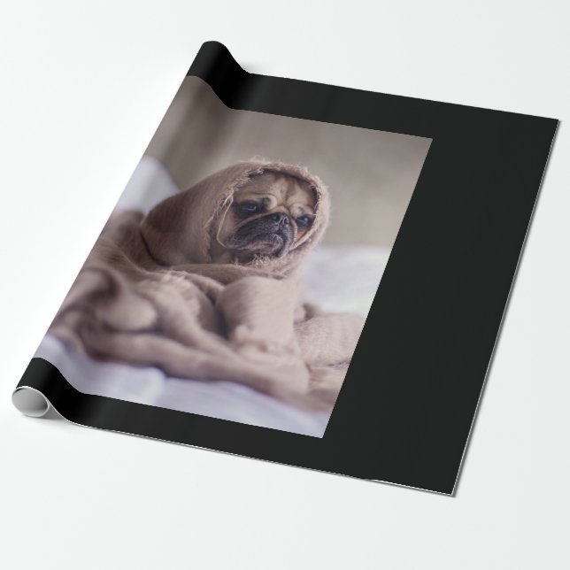 Papel De Presente Pug In Blanket Cute Pug Dover Gift (Desenrolado)