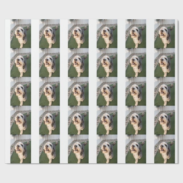 Papel De Presente Pupper Socks (Aberto)