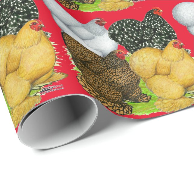 Papel De Presente Quatro galinhas de Cochin (Ponta do rolo)