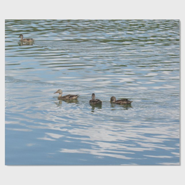 Papel De Presente Quatro Patos no Rio (Aberto)