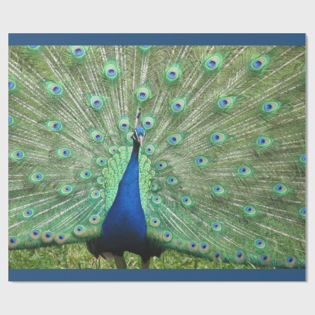 Papel De Presente Quebra de Presente - Pavão (v.2) (Aberto)