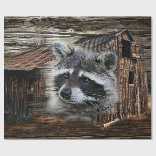 Papel De Presente Raccoon No Velho Barn (Aberto)