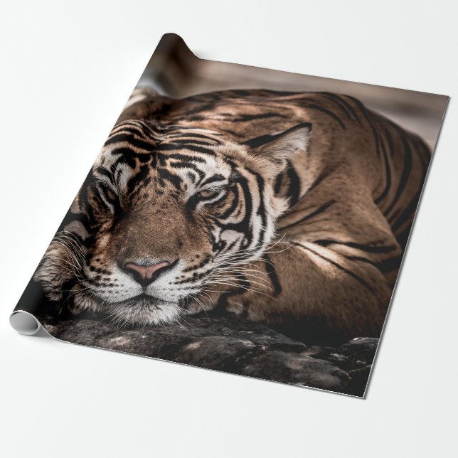 Papel De Presente ranthambore selvagem tigre macho Imagem de arte (Desenrolado)