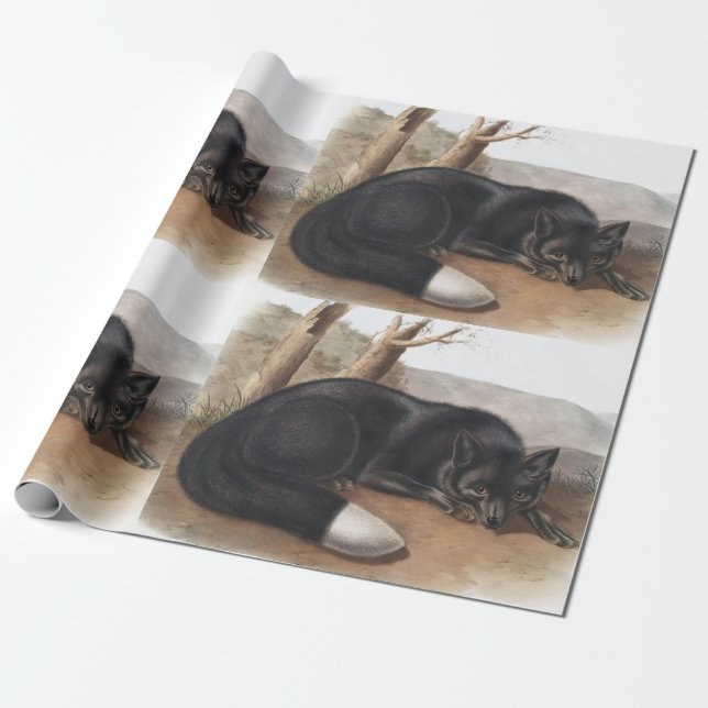 Papel De Presente Raposa Negra Americana ou Prateada (Vulpes fulvus) (Desenrolado)