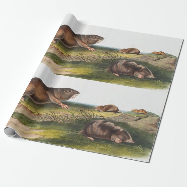 Papel De Presente Rato Meridional, Ilustração Shrew Mole (Desenrolado)