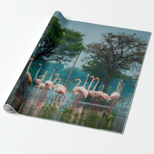 Papel De Presente Rebanho de flamingos maiores em habitat natural. U
