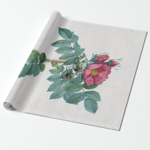 Papel De Presente Rosa Pierre-Joseph Redouté Kamtschatka