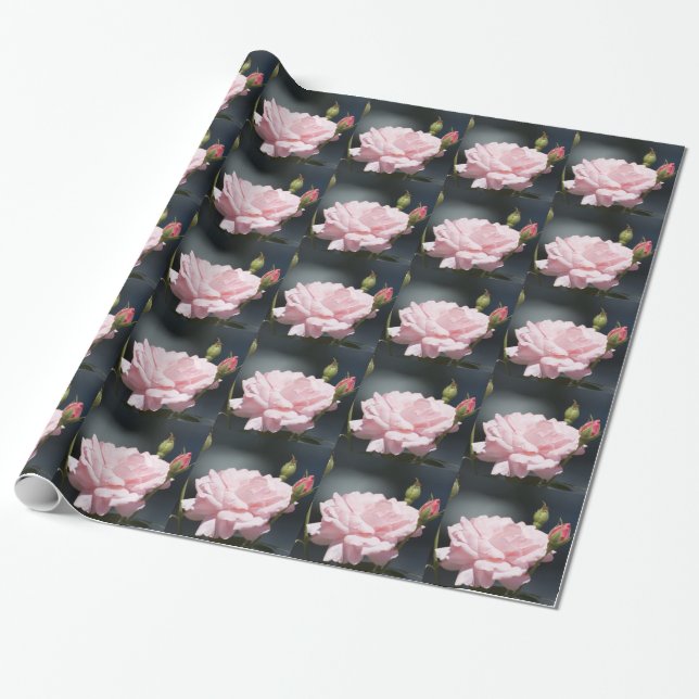 Papel De Presente rosa rosa (Desenrolado)
