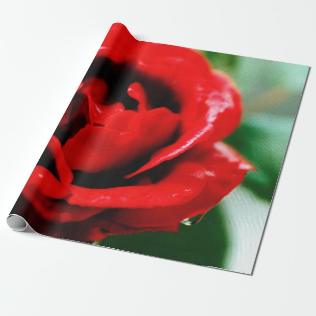 Papel De Presente Rosa vermelha magnífica com gotas de orvalho matin (Desenrolado)