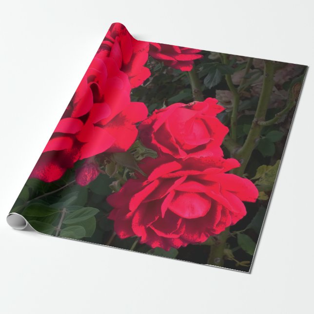 Papel De Presente Rosa vermelha Rosarium (Desenrolado)