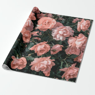 Papel De Presente Rosas rosa-do-pasto que crescem no jardim em li mo