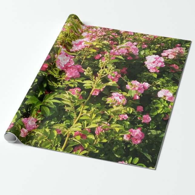 Papel De Presente Rosas rosa na floração (Desenrolado)