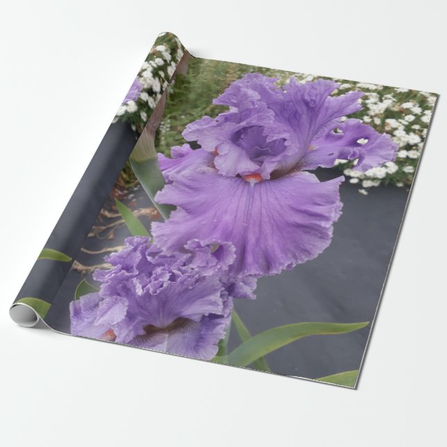 Papel De Presente Roxo Íris irai flores Lavanda (Desenrolado)