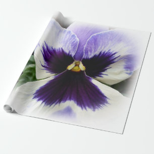 Papel De Presente roxo profundo em branco