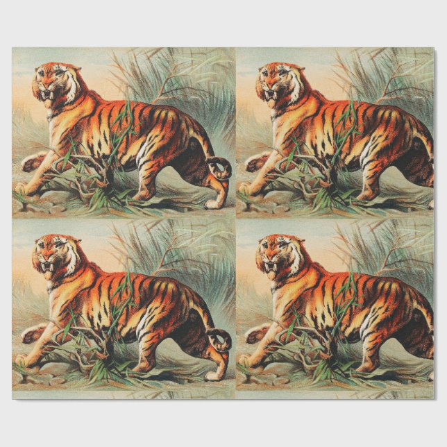 Papel De Presente Royal Bengal Tiger (Aberto)