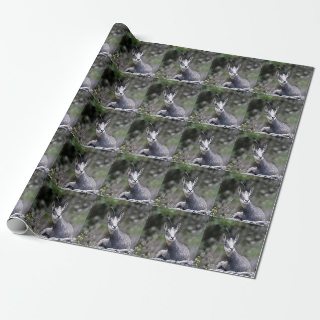 Papel De Presente Rupicapra rupicapra (Desenrolado)