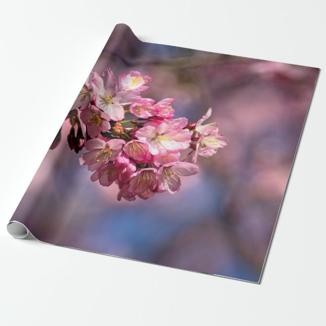 Papel De Presente Sakura Cherry Blossoms A Rosa (Desenrolado)