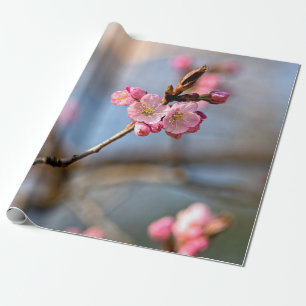 Papel De Presente Sakura Flores Contra O Fundo Das Cinzas