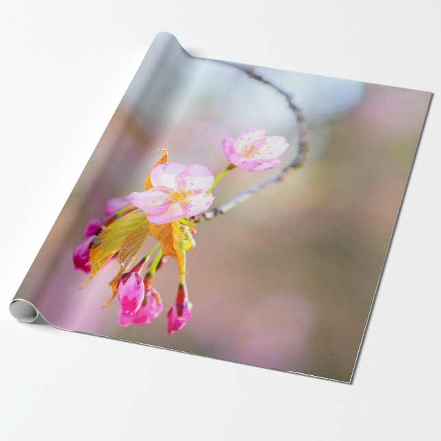 Papel De Presente Sakura Flores Numa Ponta Da Hélice Do Tempo (Desenrolado)