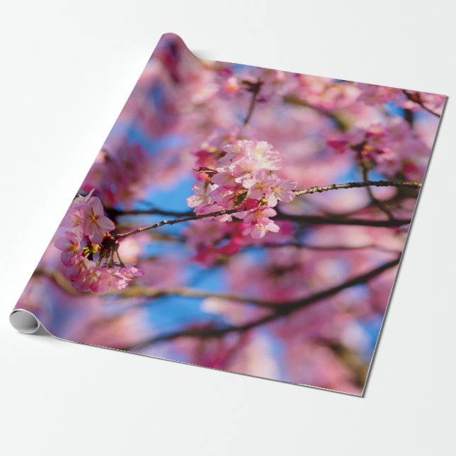 Papel De Presente Sakura Rosa E Céu Azul Incríveis (Desenrolado)