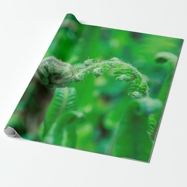 Papel De Presente Samambaias Unfurling (Desenrolado)