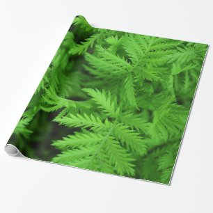 Papel De Presente Samambaias verdes Feathery