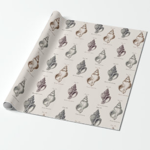 Papel De Presente Sandy Shells Vintage Seaside Patterno Wrapping Pap