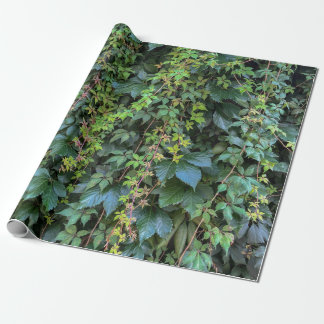 Papel De Presente Serene Green Ivy Wall Prendendo Folhas de Plantas