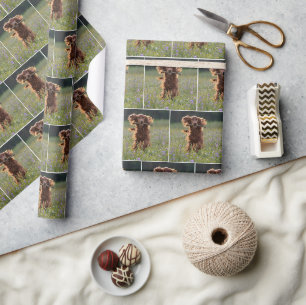 Papel De Presente Setter Irlandês Feliz Correndo Com um Graveto