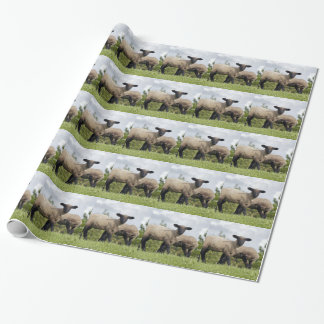 Papel De Presente sheep