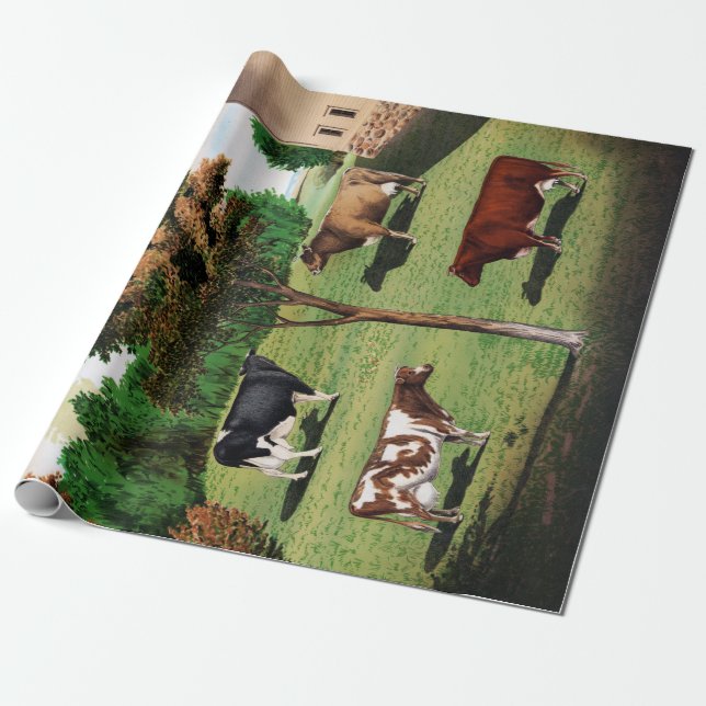 Papel De Presente Shorthorn típico do jérsei de Holstein das vacas (Desenrolado)