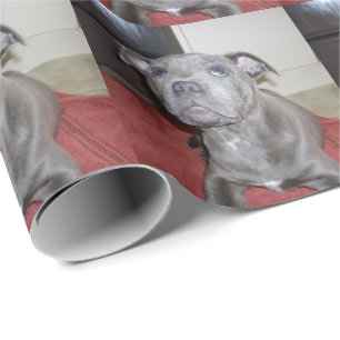 Papel De Presente Sooky Blue Staffordshire Bull Terrier Puppy,
