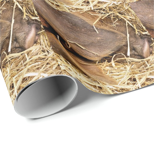 PAPEL DE PRESENTE SUÍNOS (Ponta do rolo)