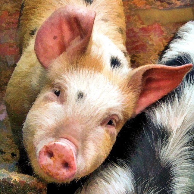 PAPEL DE PRESENTE SUÍNOS (Criador carregado)