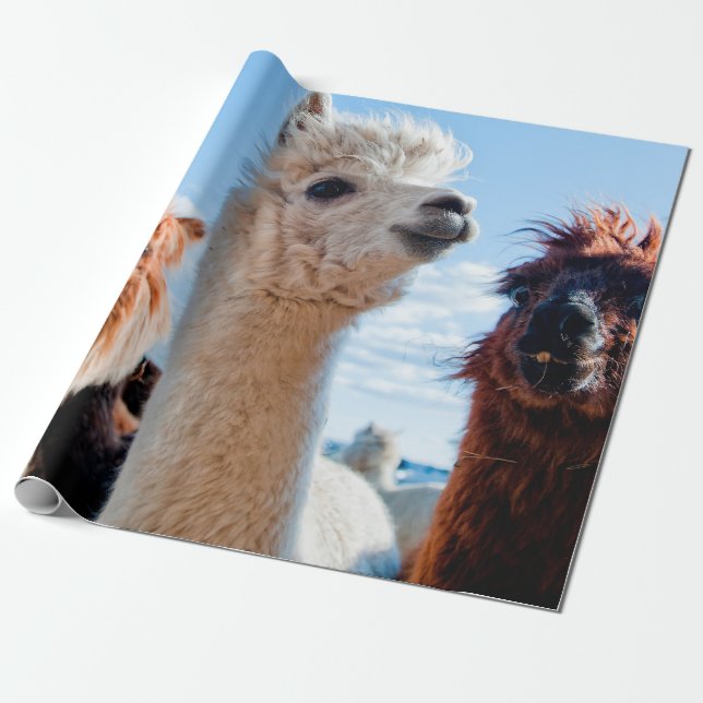 Papel De Presente Três Alpacas Engraçados (Desenrolado)