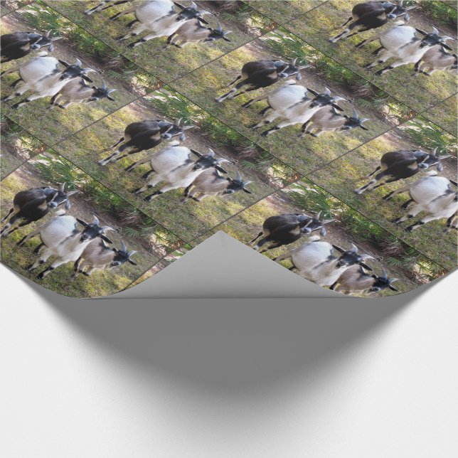 Papel De Presente Três cabras de Billy (Ponta)